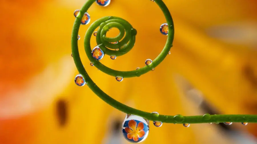 Flowers reflected in raindrops on a green tendril.