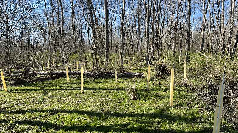 Trees in shelters in a newly planted riparian buffer.