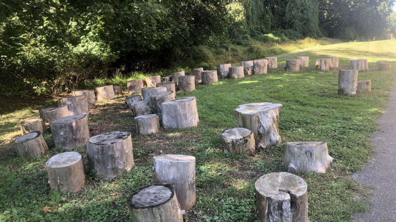 Several dozen seats made from tree stumps make a outdoor learning space between a path and the treeline.
