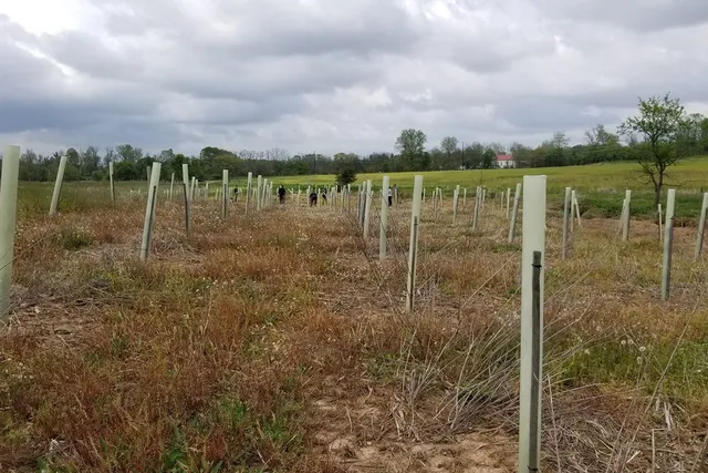 Rows of recently planted trees in a field. The trees are protected by tree shelters.